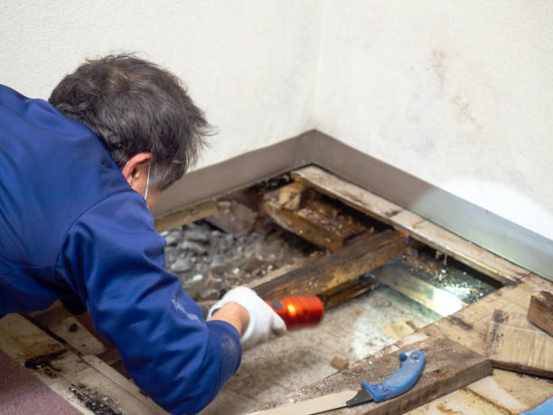 Best Affordable Mold Removal  in St George, KS