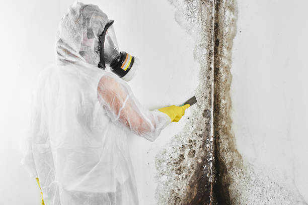 Best Certified Mold Removal  in St George, KS