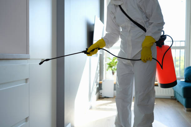 Best Home Mold Removal  in St George, KS