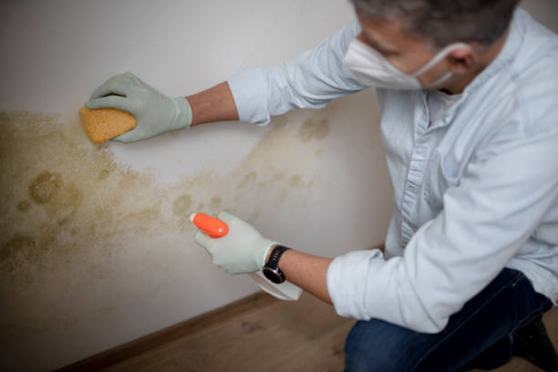 Best Black Mold Removal  in St George, KS