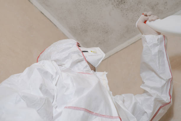 Trusted St George, KS Mold Removal Experts
