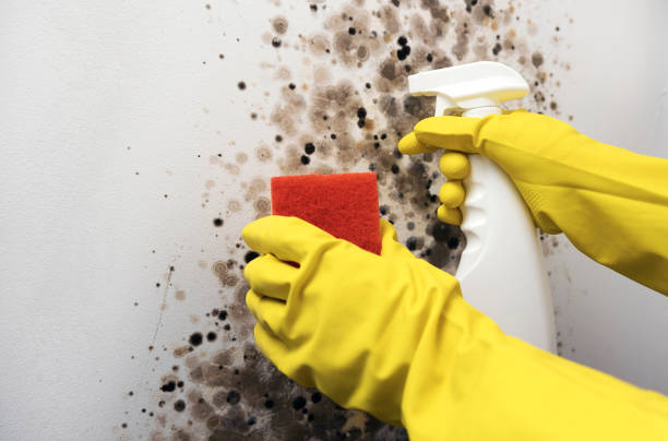 Best Mold Removal Near Me  in St George, KS