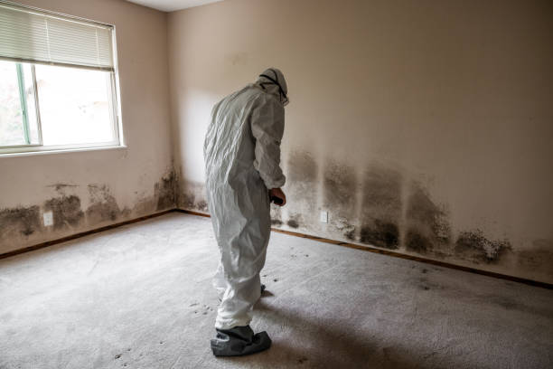 Best Emergency Mold Removal  in St George, KS