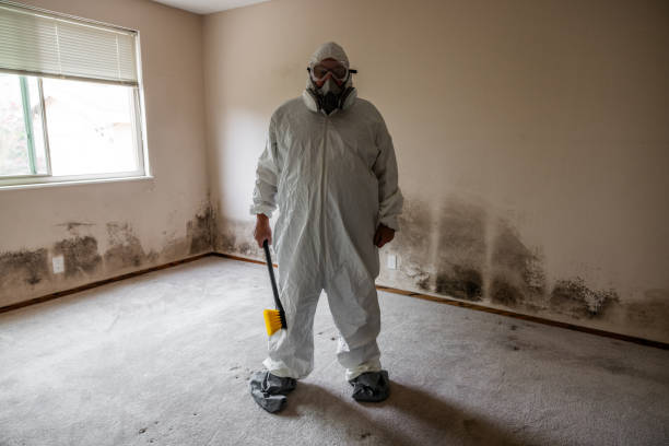 Home Mold Removal in St George, KS