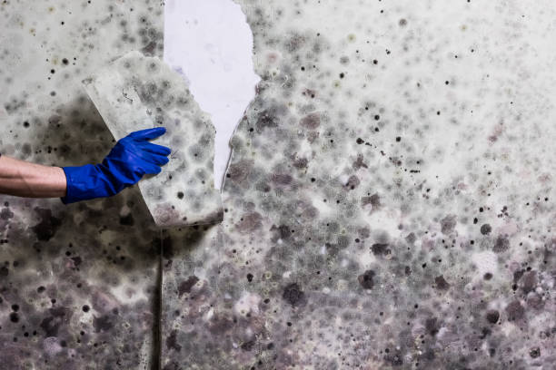 Best Toxic Mold Removal  in St George, KS