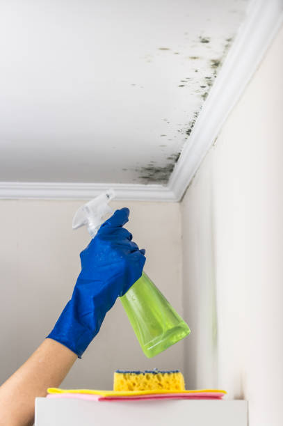 Best Local Mold Removal Service  in St George, KS